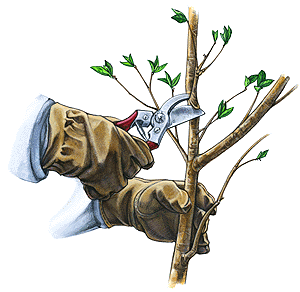 Tips for Pruning Your Plants