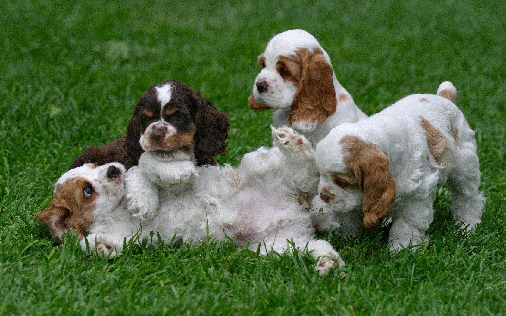 Dog Daycare Build Out Costs Dog Daycare Build Out Costs