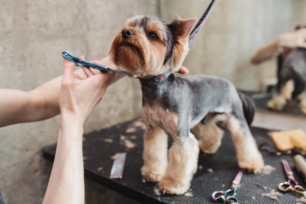 How to setup Dog Day Care