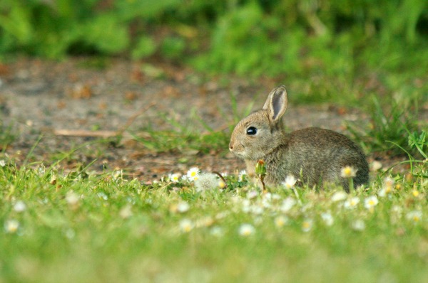 baking soda for rabbits and other natural pest control
