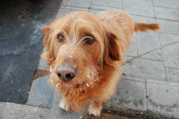 How to remove pet urine stains