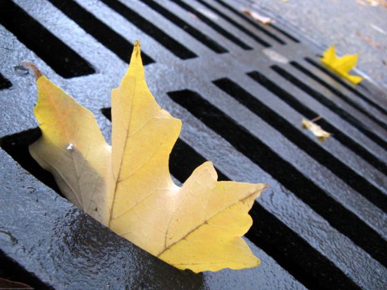 Environmentally Friendly Landscaping Options and Solutions