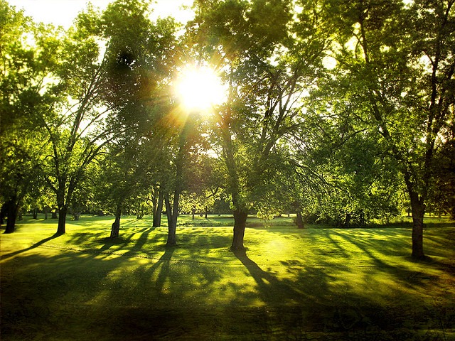 Mow your Lawn First thing in the Morning Mow your Lawn First thing in the Morning