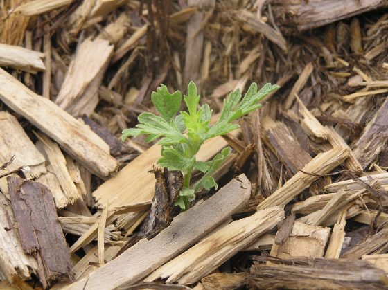 What Makes Eco-Friendly Landscaping?
