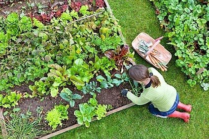 How to Start a Vegetable Garden