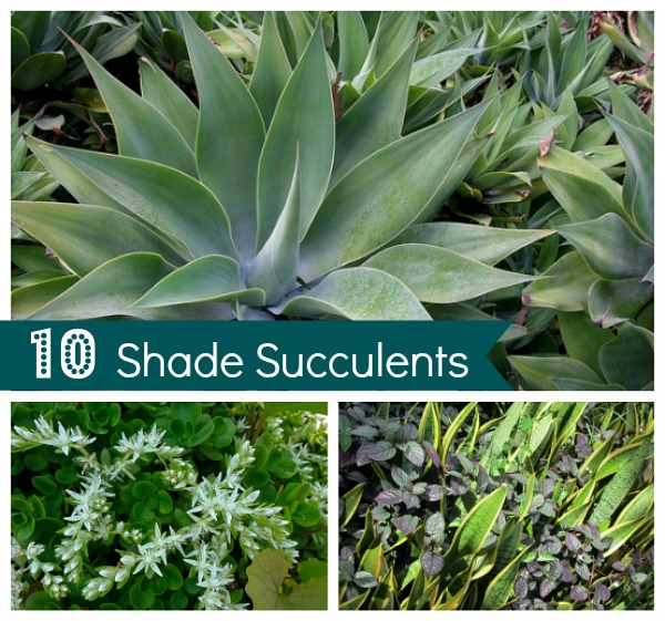 Shade Succulents Drought Tolerant Garden Guide Install It Direct