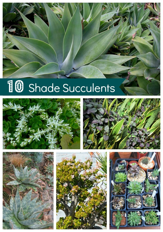 Shade Succulents: Drought Tolerant Garden 