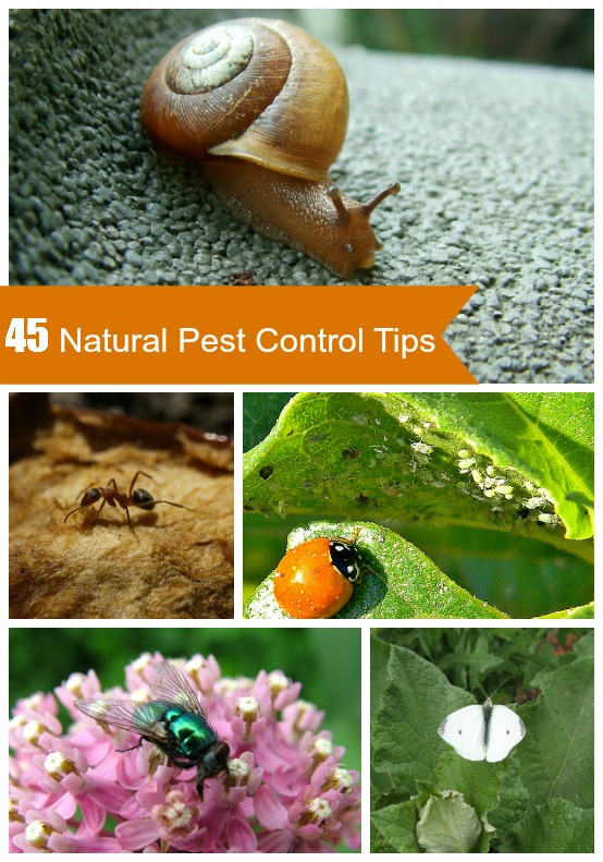 Natural Organic Pest Control Tips