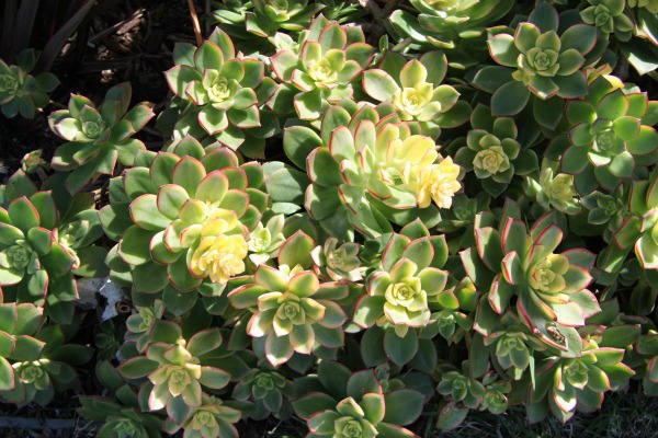 Aeonium Kiwi shade succulent