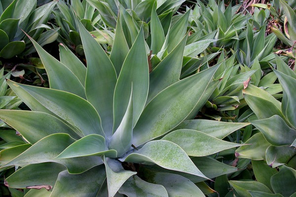 agave attenuata shade succulent