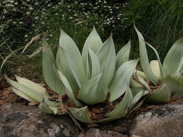 Agave Celsii Shade Succulent