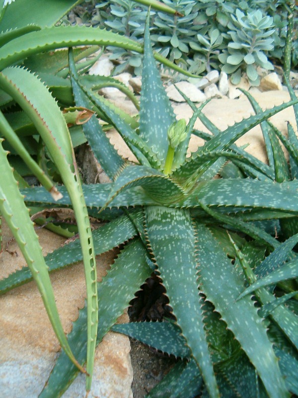 Aloe grandidentata shade succulent