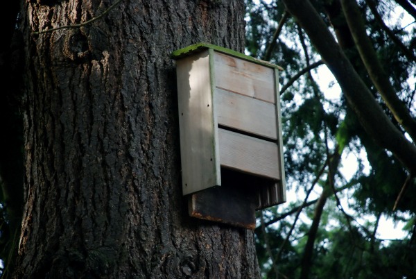 bat house natural mosquito control