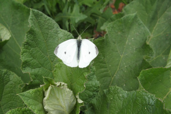 Cabbage worm butterfly pest
