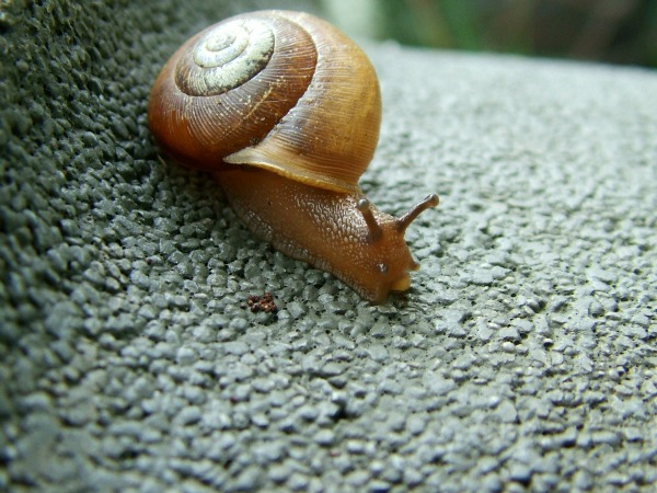 natural garden snail pest control
