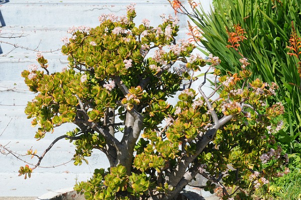 shade succulent jade plant crassula