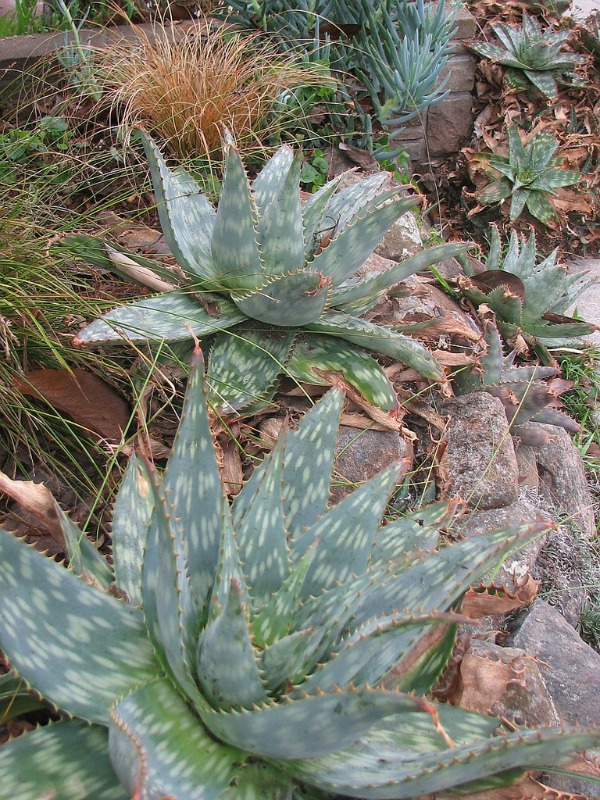 soap aloe shade succulent