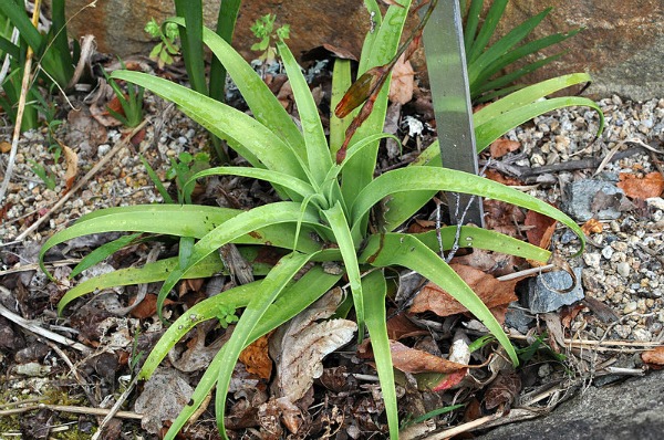spider agave shade succulent