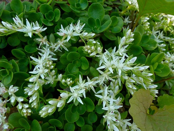 woodland sedum shade tolerant succulent