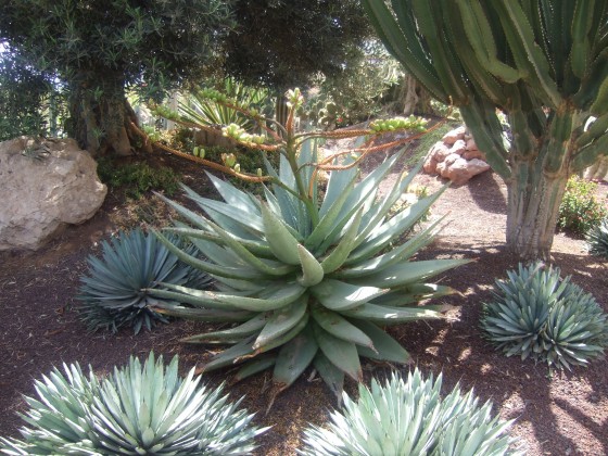 Backyard Landscaping: Garden Theme