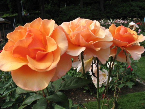 Backyard Landscaping: Themes