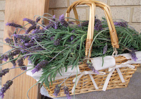 Herb Garden Ideas: Best Herbs to Grow for Family Health