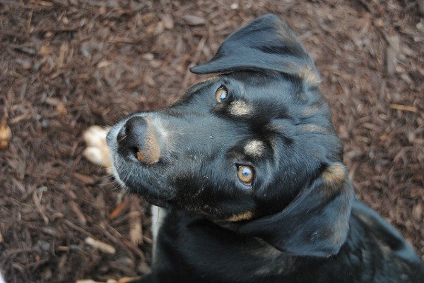 Best Ground Cover For Dogs Dog Friendly Backyard Install It Direct