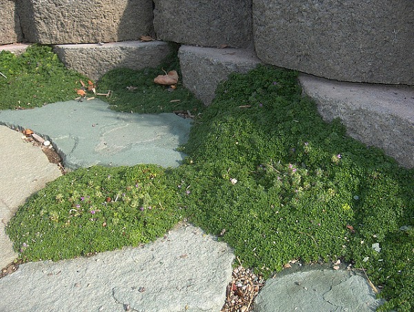 elfin thyme dog ground cover