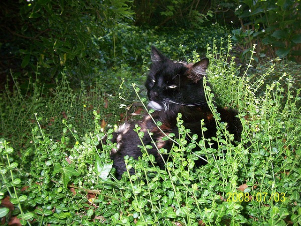 Best Ground Cover For Dogs: Dog-Friendly Backyard 