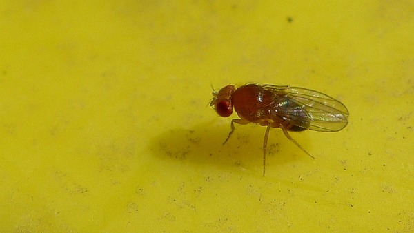 natural fruit fly pest control