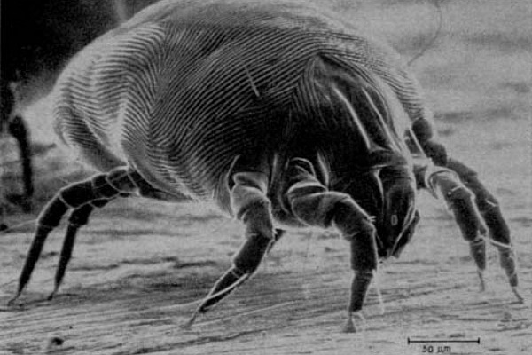 Natural House Dust Mite Control