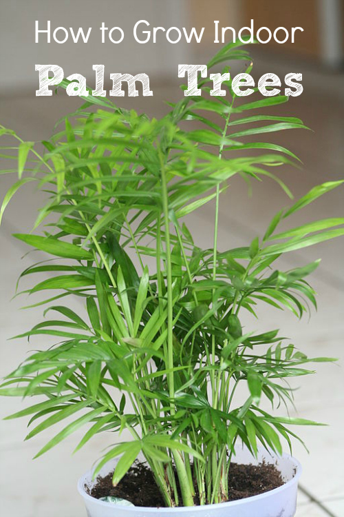 Pictures And Names Of Indoor Palm Plants Pictures And Names Of Indoor Palm Plants