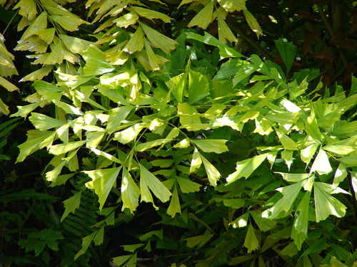 Tips on how to grow fishtail palms (caryota mitis)