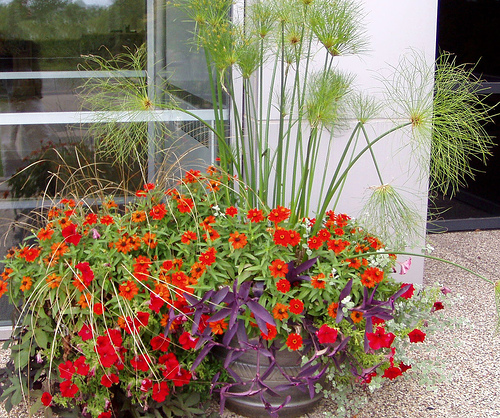 How to Place the Plants in the Container