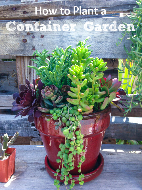 How to Plant a Container Garden