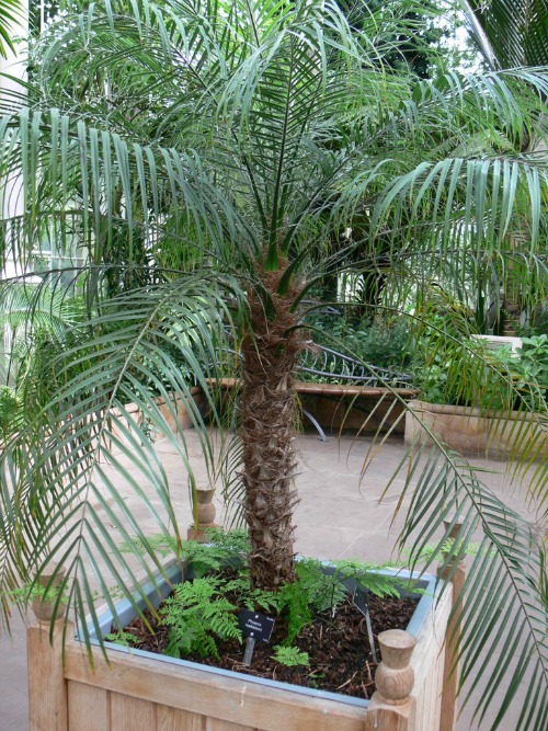 Pygmy date palm (phoenix roebelenii)
