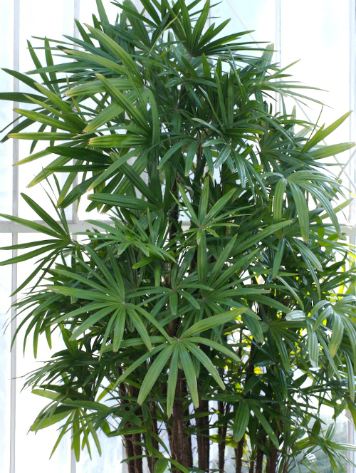 How to grow lady palms (rhapis excelsa)