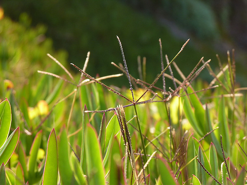 How to eliminate weeds in your yard