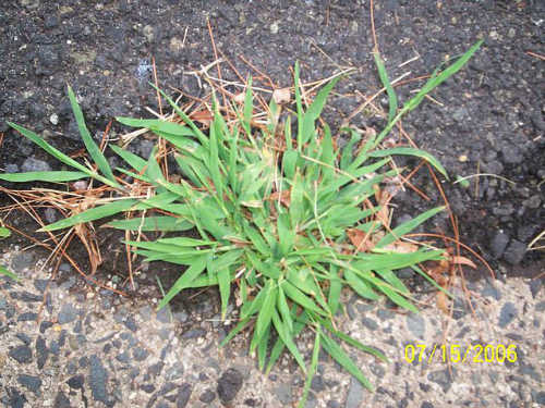 weed prevention