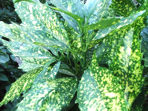 Keep plants away from very hot, cold or drafty areas in your home