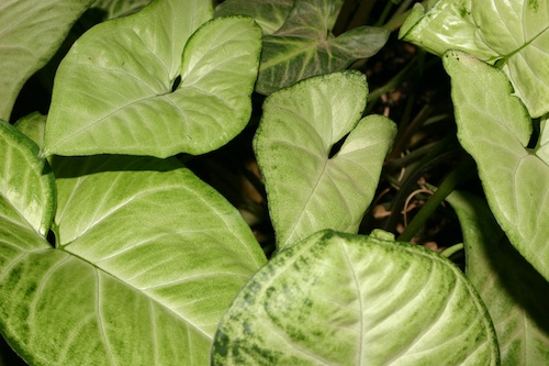 Pay attention to your plants appearance