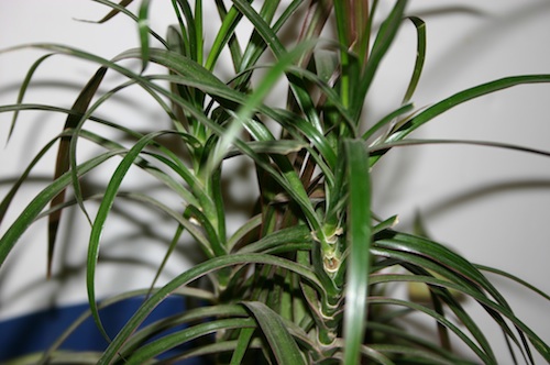 Common House Plants & How to Care For Them
