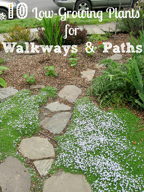 Low-Growing Plants Guide: Border Plants For Walkway ...