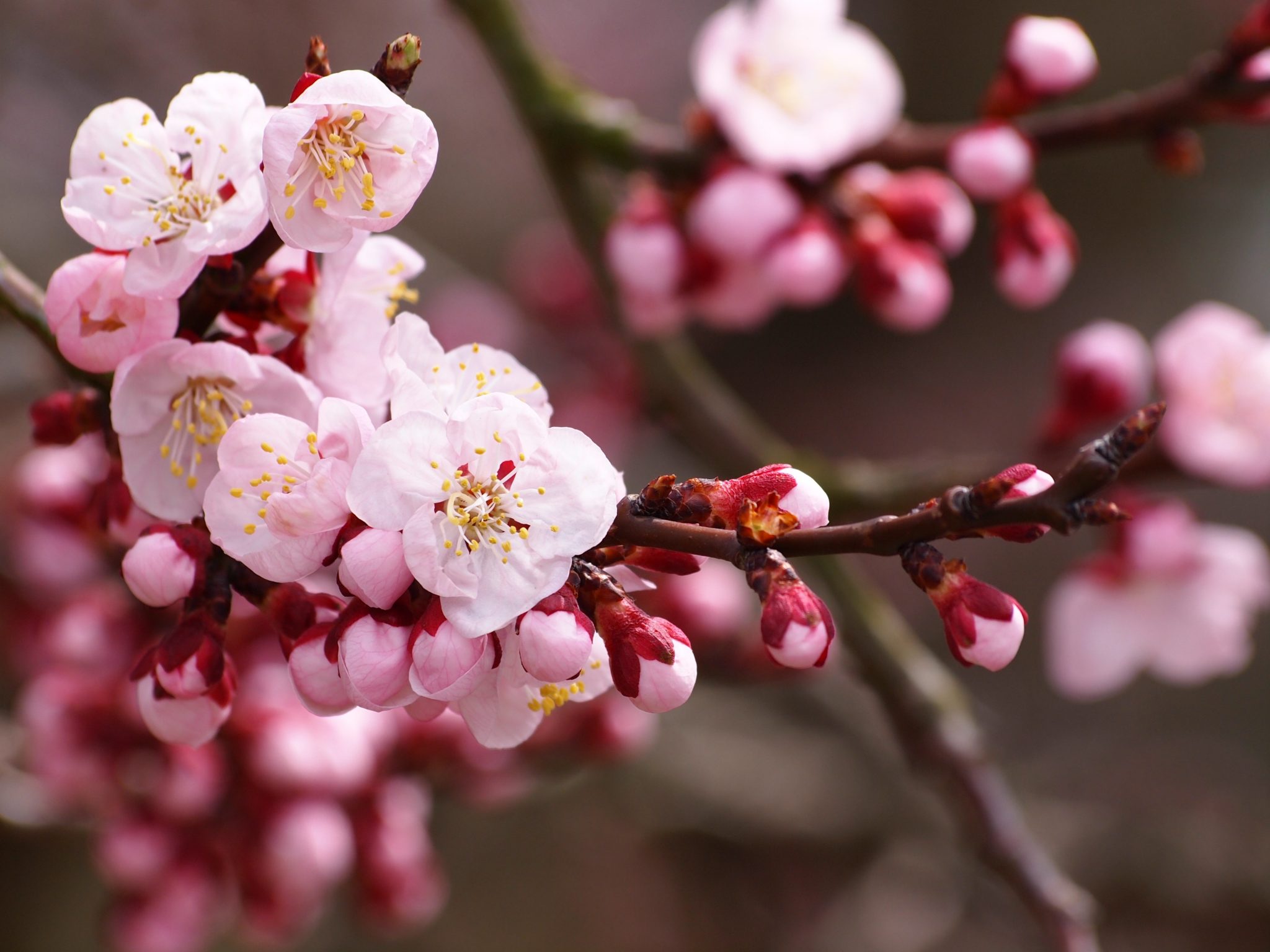 Apricot Blossoms