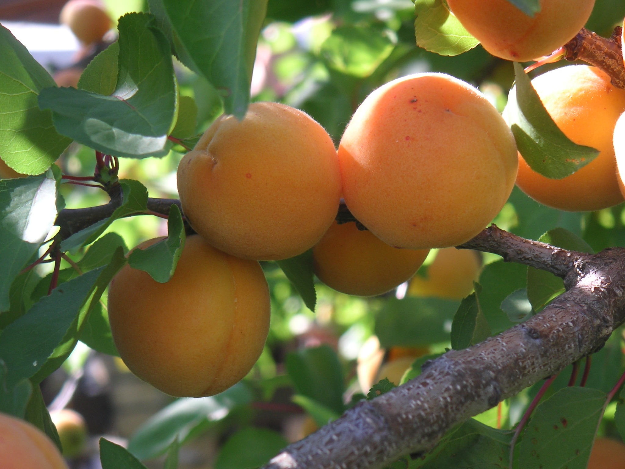 أفضل أشجار الفاكهة في الفناء الخلفي جنوب كاليفورنيا