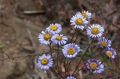 California Aster (Aster chilensis)