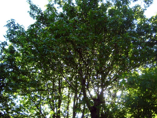 Big Leaf Maple (Acer macrophyllum)