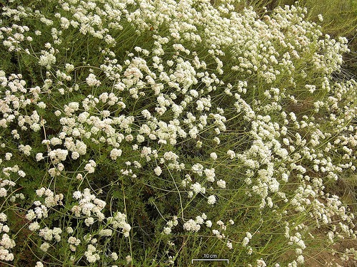 Eriogonum fasciculatum foliolosum (California Buckwheat)