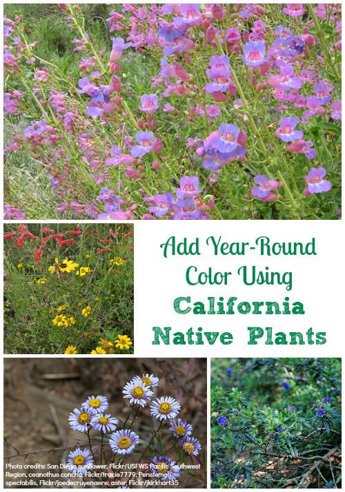 How to Add Year-Round Color to My Garden Using California Native Plants?