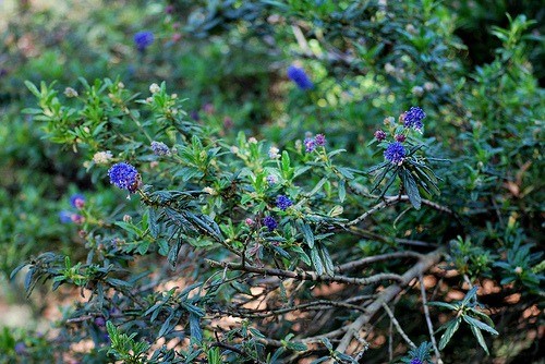 Ceanothus concha (California Mountain Lilac)